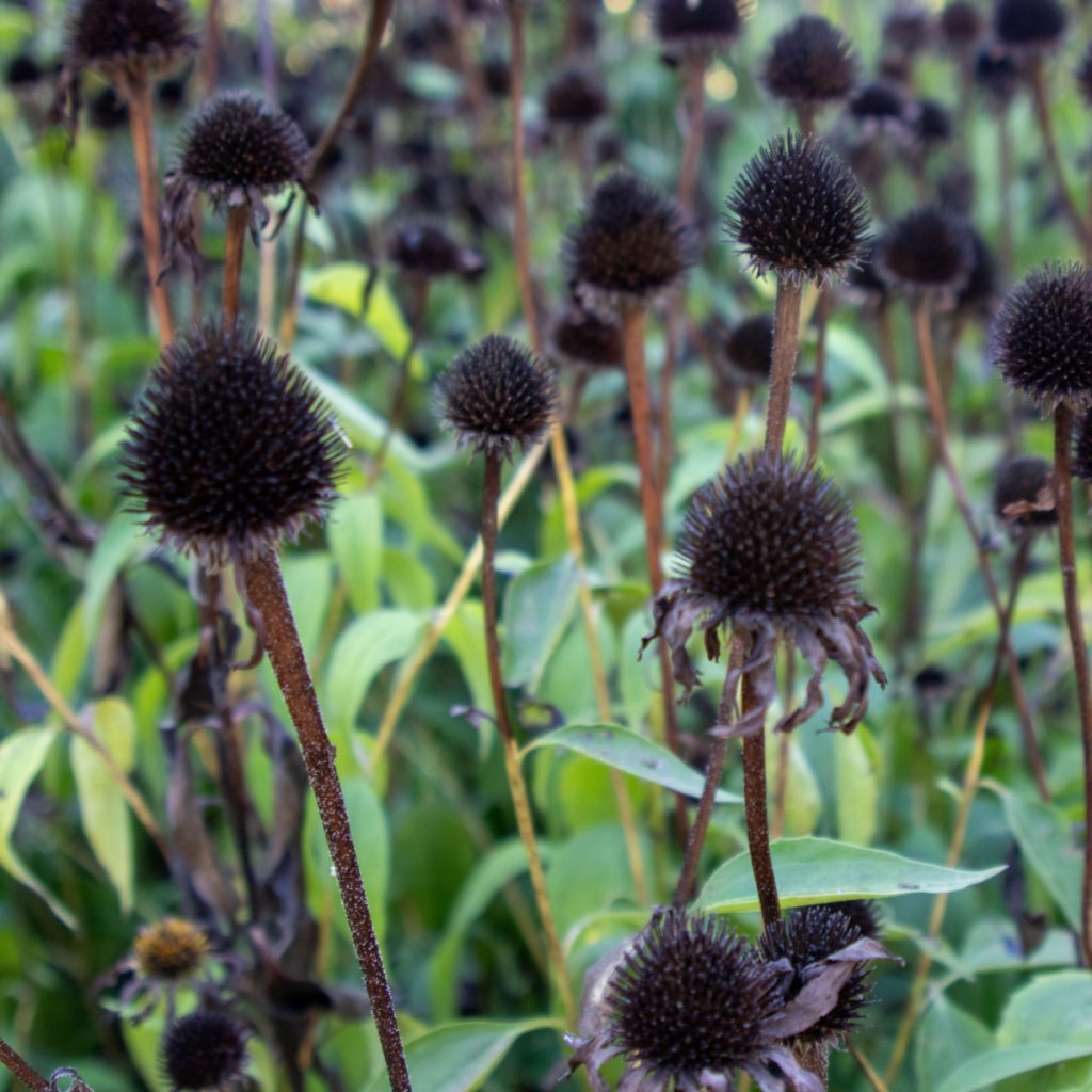 seed heads