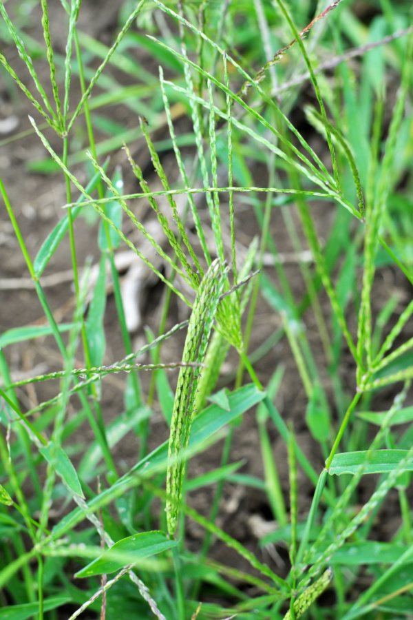 stop crabgrass