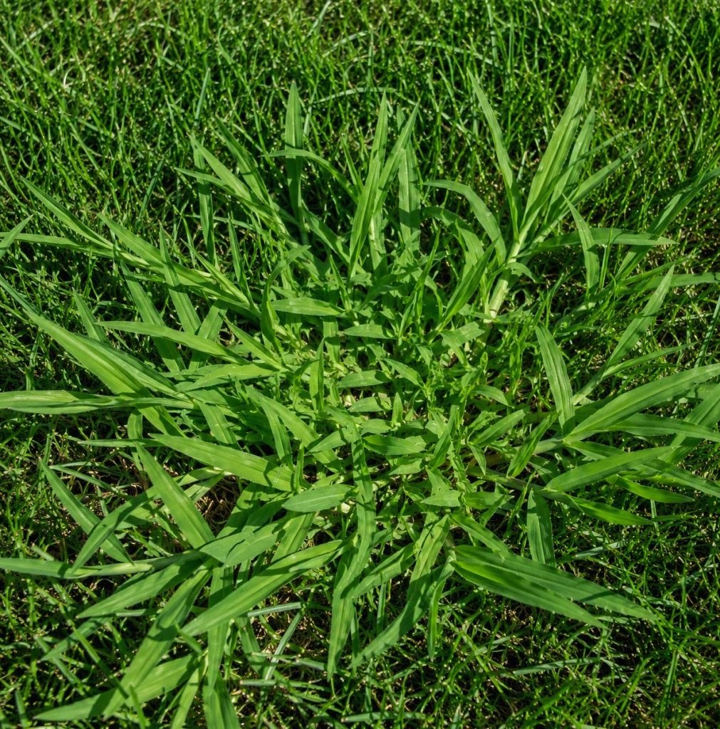 stop to crabgrass in summer