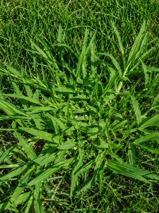 stop to crabgrass in summer