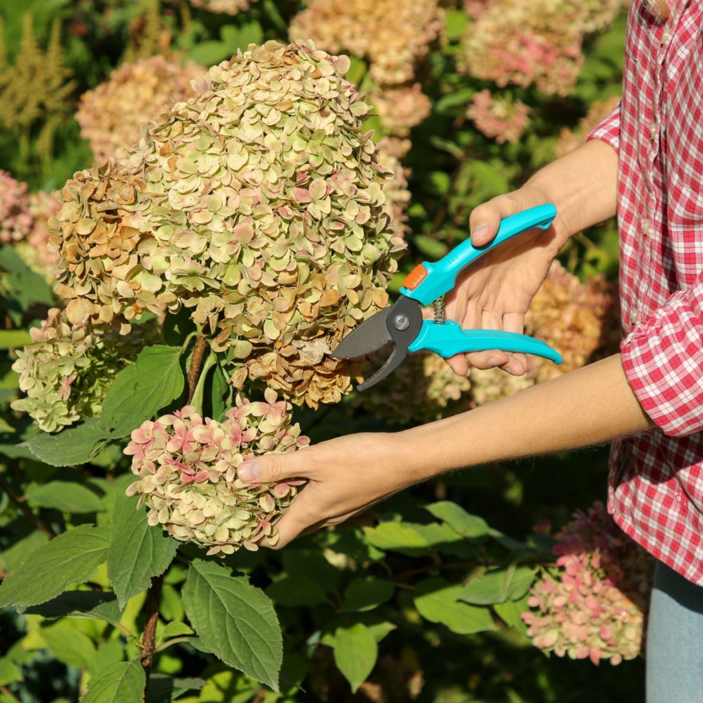 pruning back hydrangeas when they finish blooming