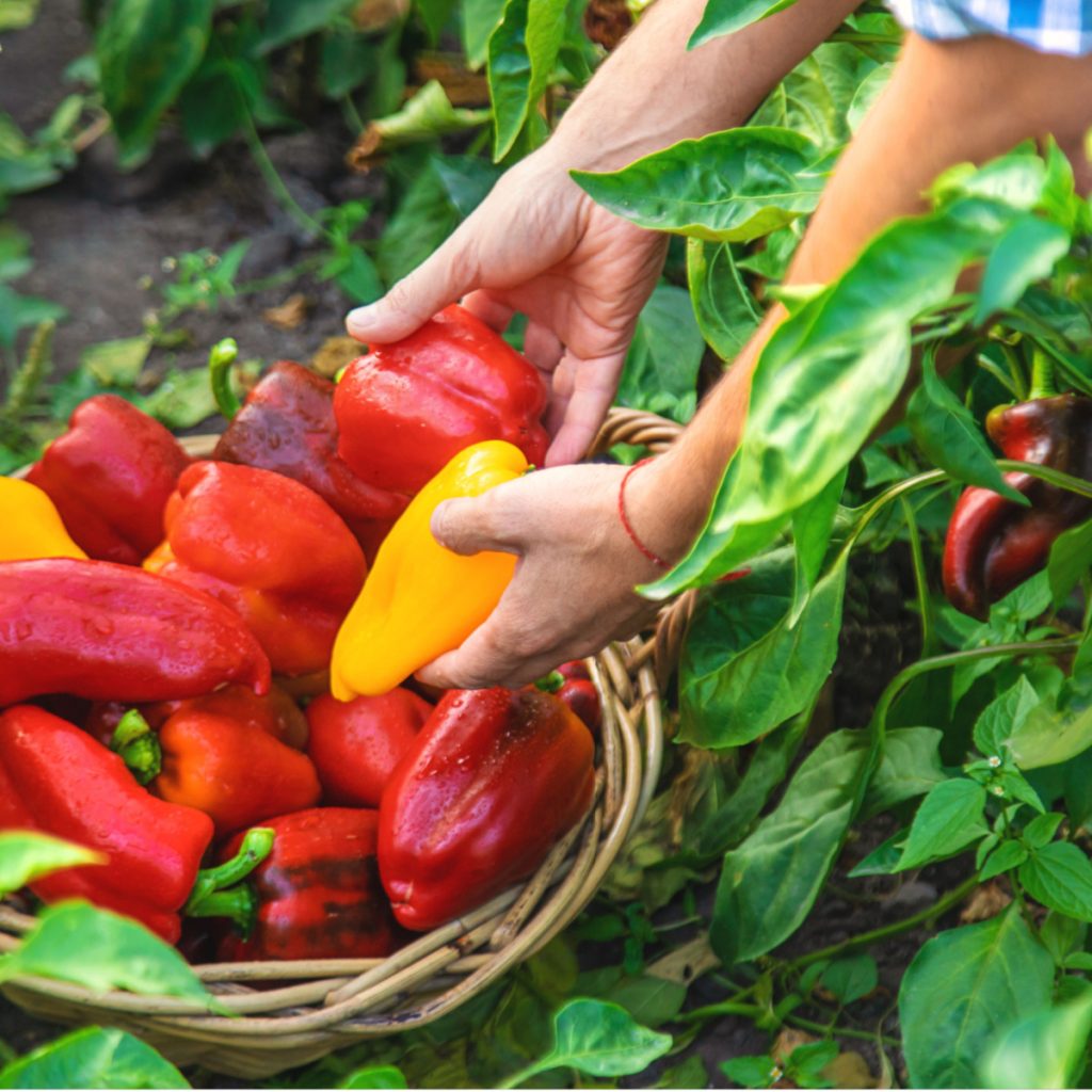 fertilize pepper plants
