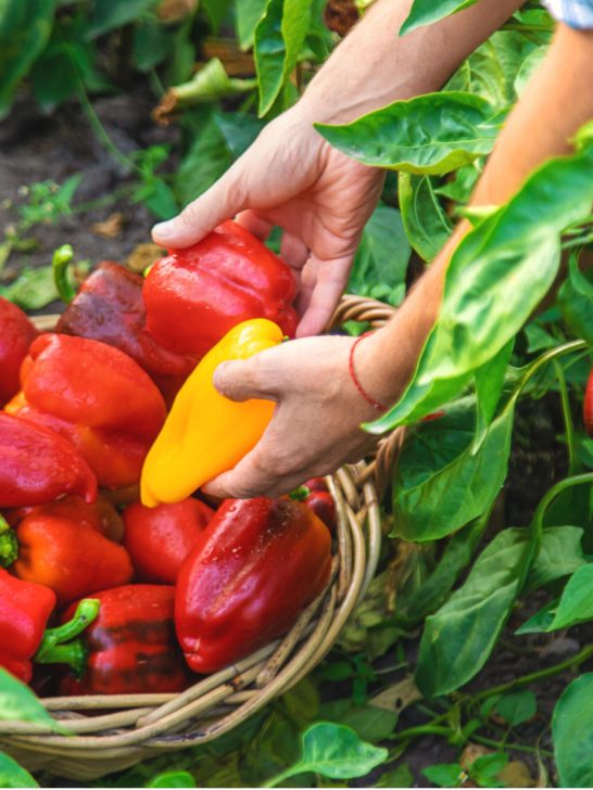 fertilize pepper plants