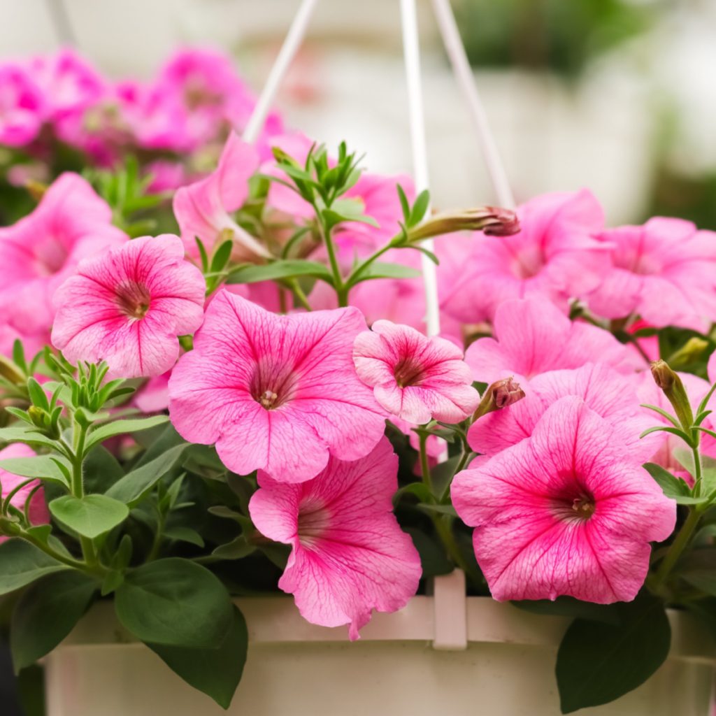 best way to fertilize petunias