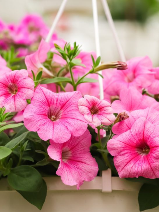 best way to fertilize petunias