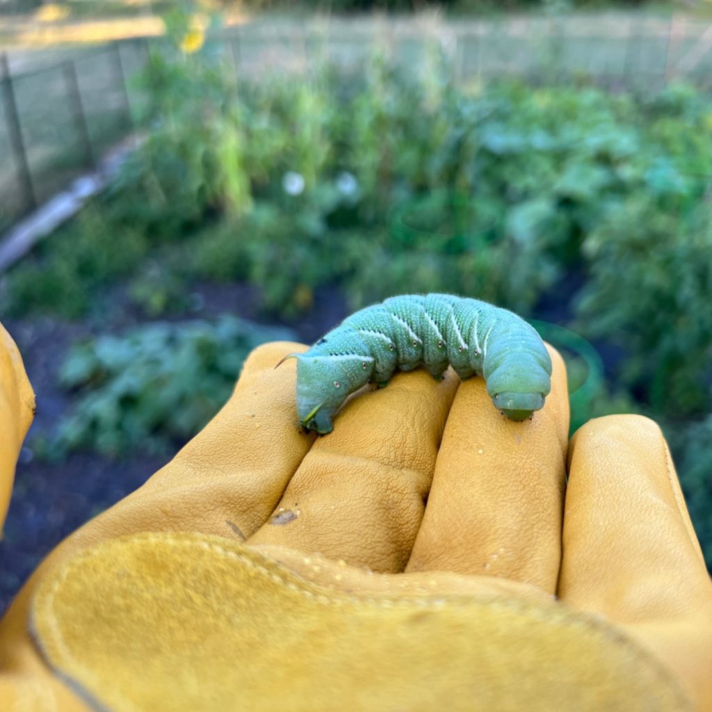 find a tomato horworm