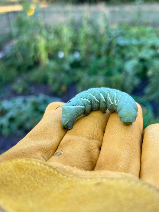find a tomato horworm