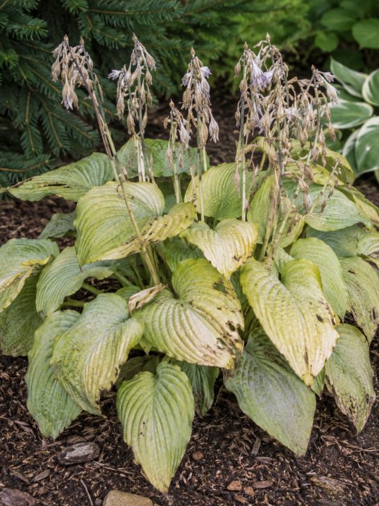hosta after it blooms