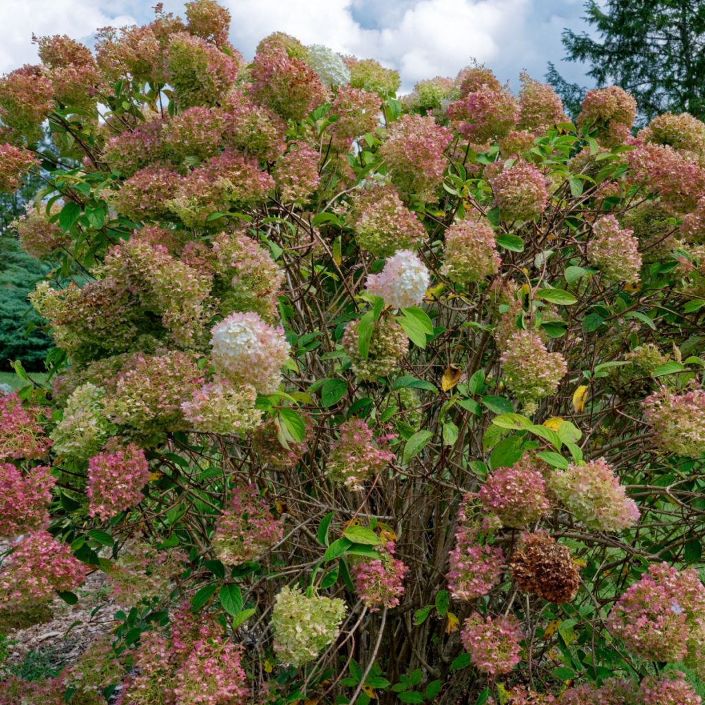 hydrangea bush finishes blooming