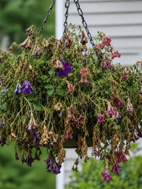 rescue hanging baskets