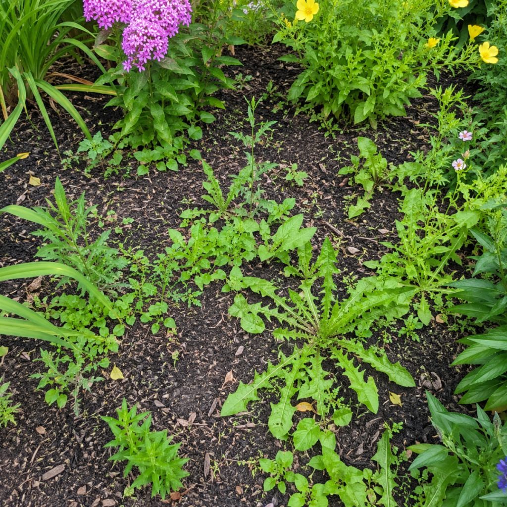stop weeding flowerbeds