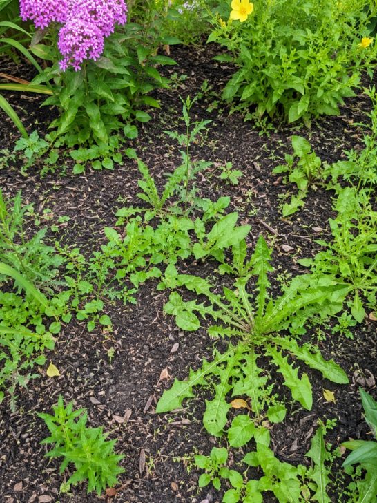 stop weeding flowerbeds