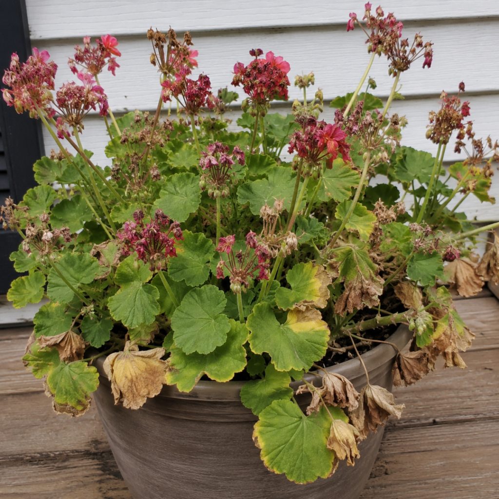 revive struggling geraniums