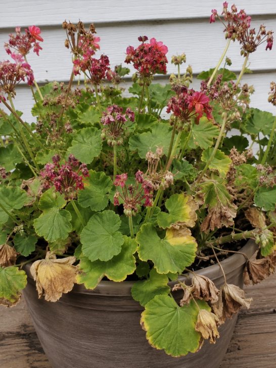 revive struggling geraniums