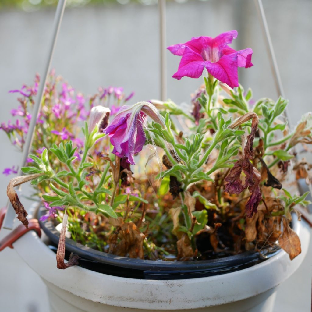 fertilize - petunias