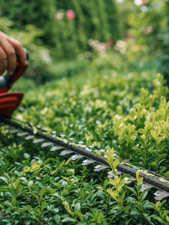 trim bushes in the summer