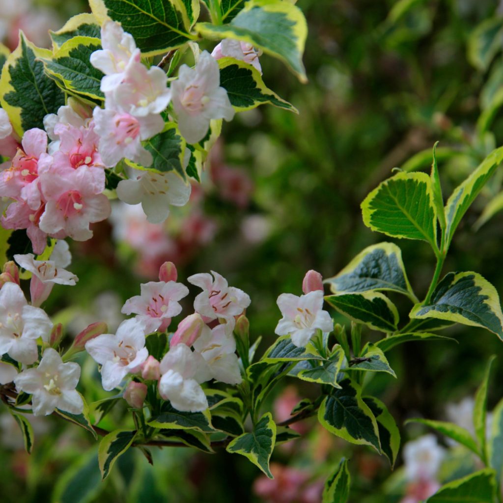 bushes to prune