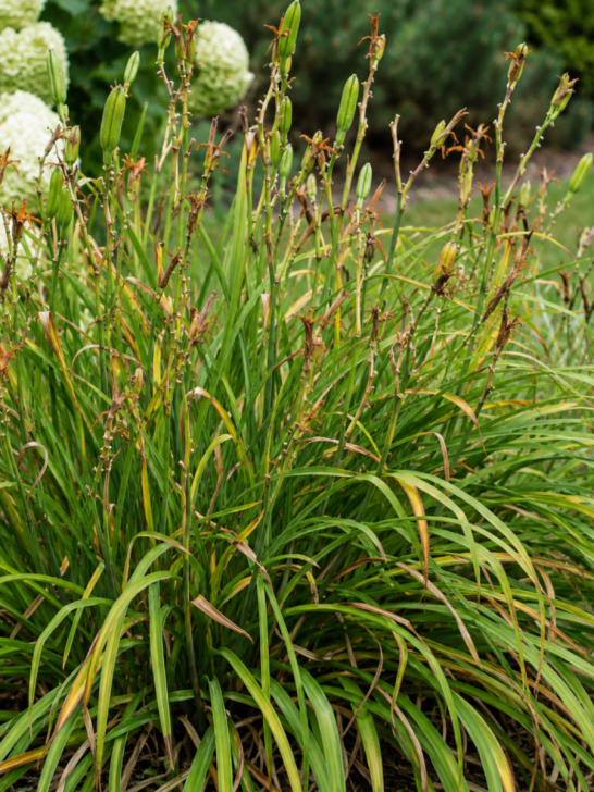 daylilies finish blooming