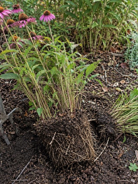 best perennials to divide in the fall