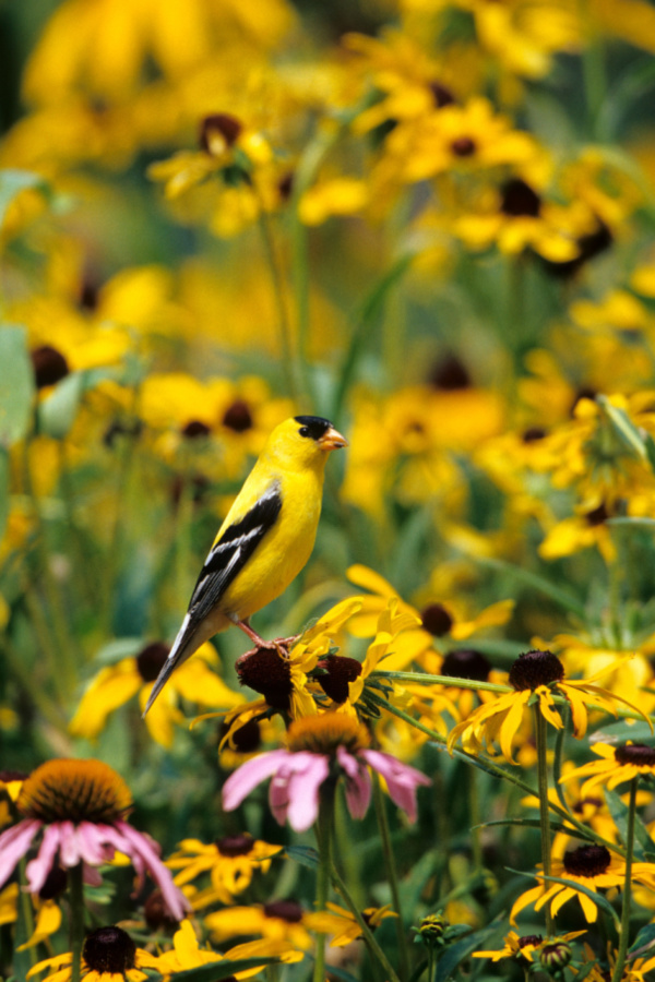 birds