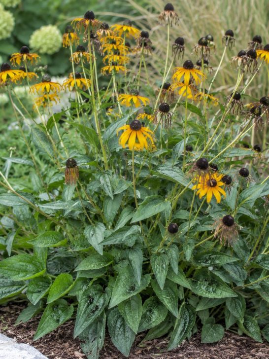 black eyed susans after they bloom