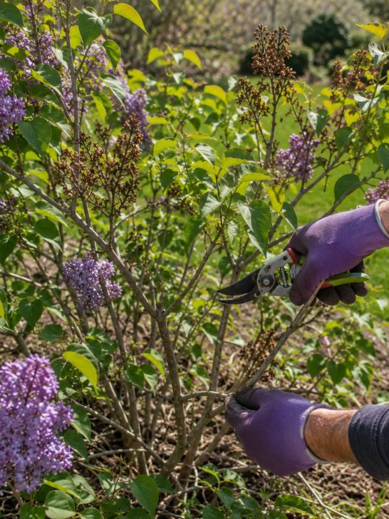 bushes to never prune in late summer or early fall