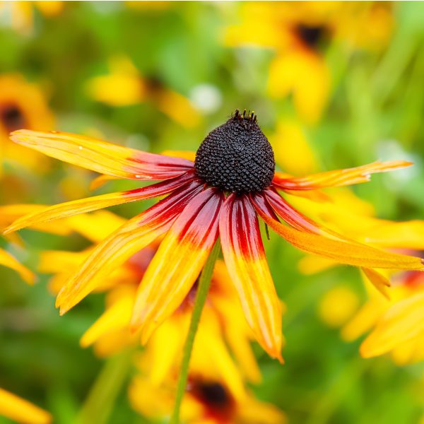 fading bloom of black eyed Susan