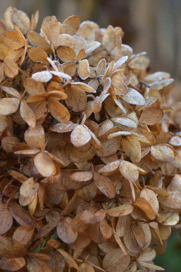 hydrangea bloom in the fall