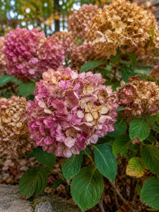 save hydrangea blooms