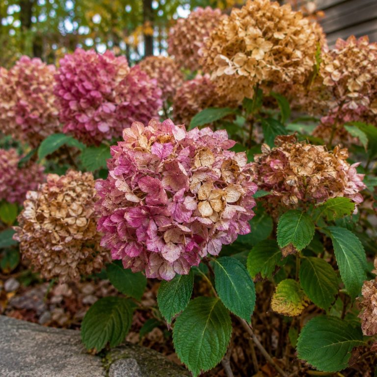 save hydrangea blooms