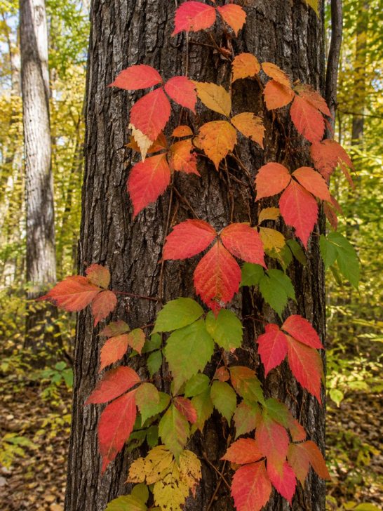 kill poison ivy in the fall