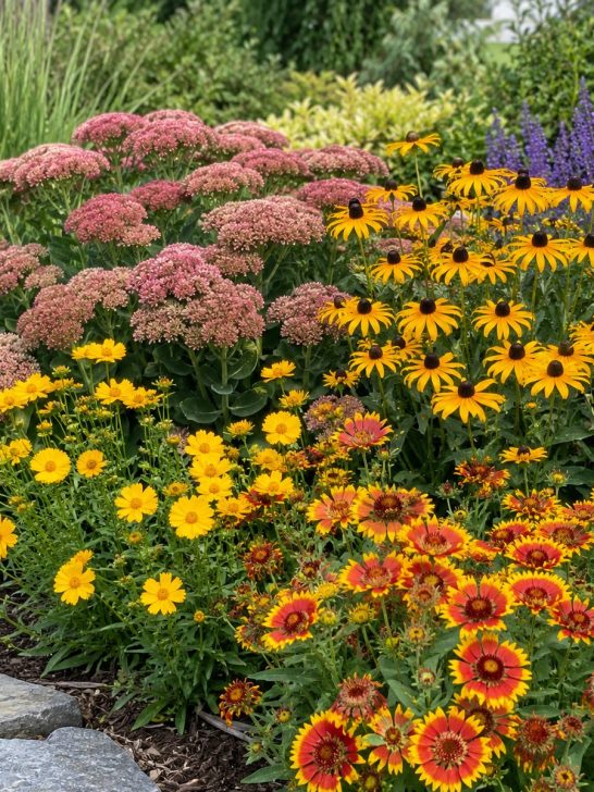 perennials to plant in late summer