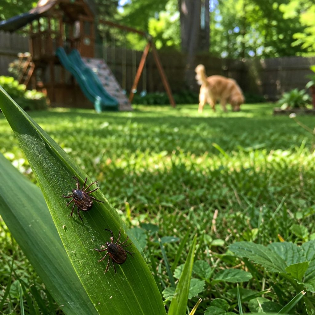 ticks in the backyard - best way to get rid of them