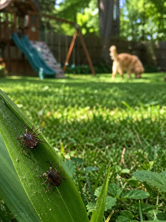 ticks in the backyard - best way to get rid of them