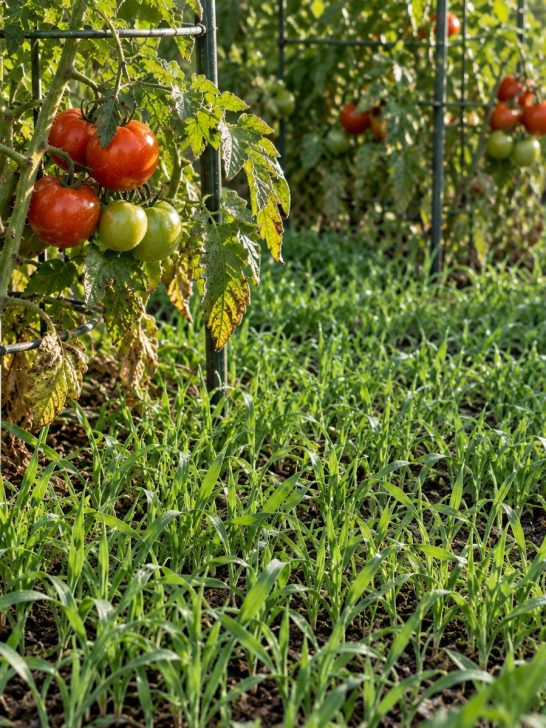 plant a cover crop in September