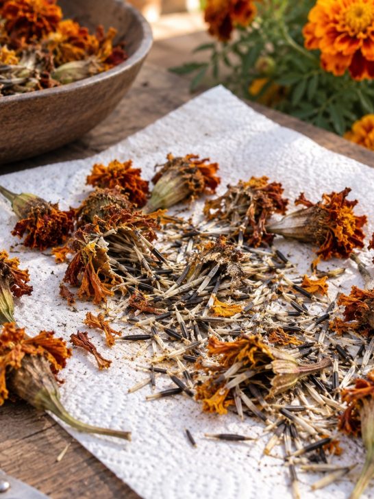 saving marigold seeds