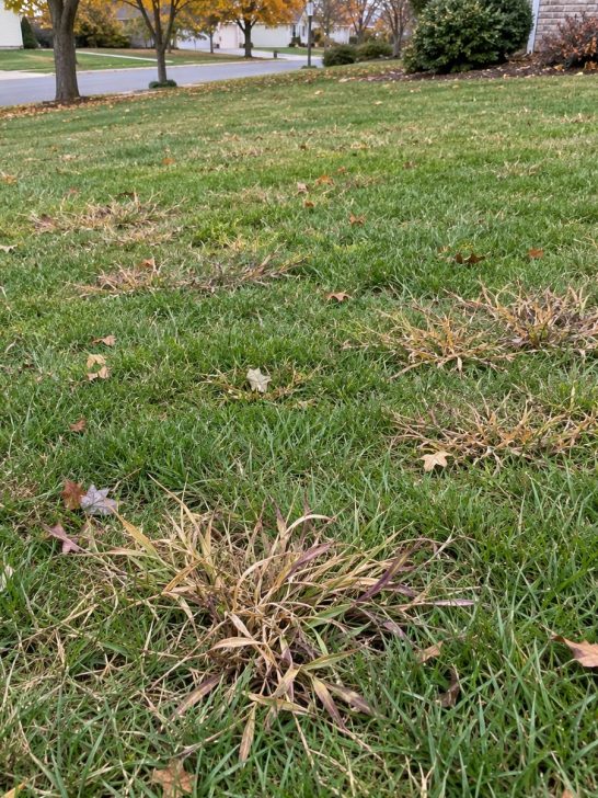 get rid of crabgrass in October