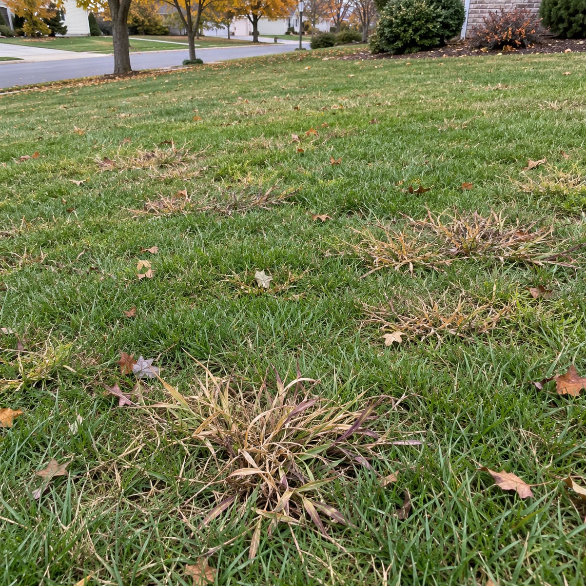 get rid of crabgrass in October