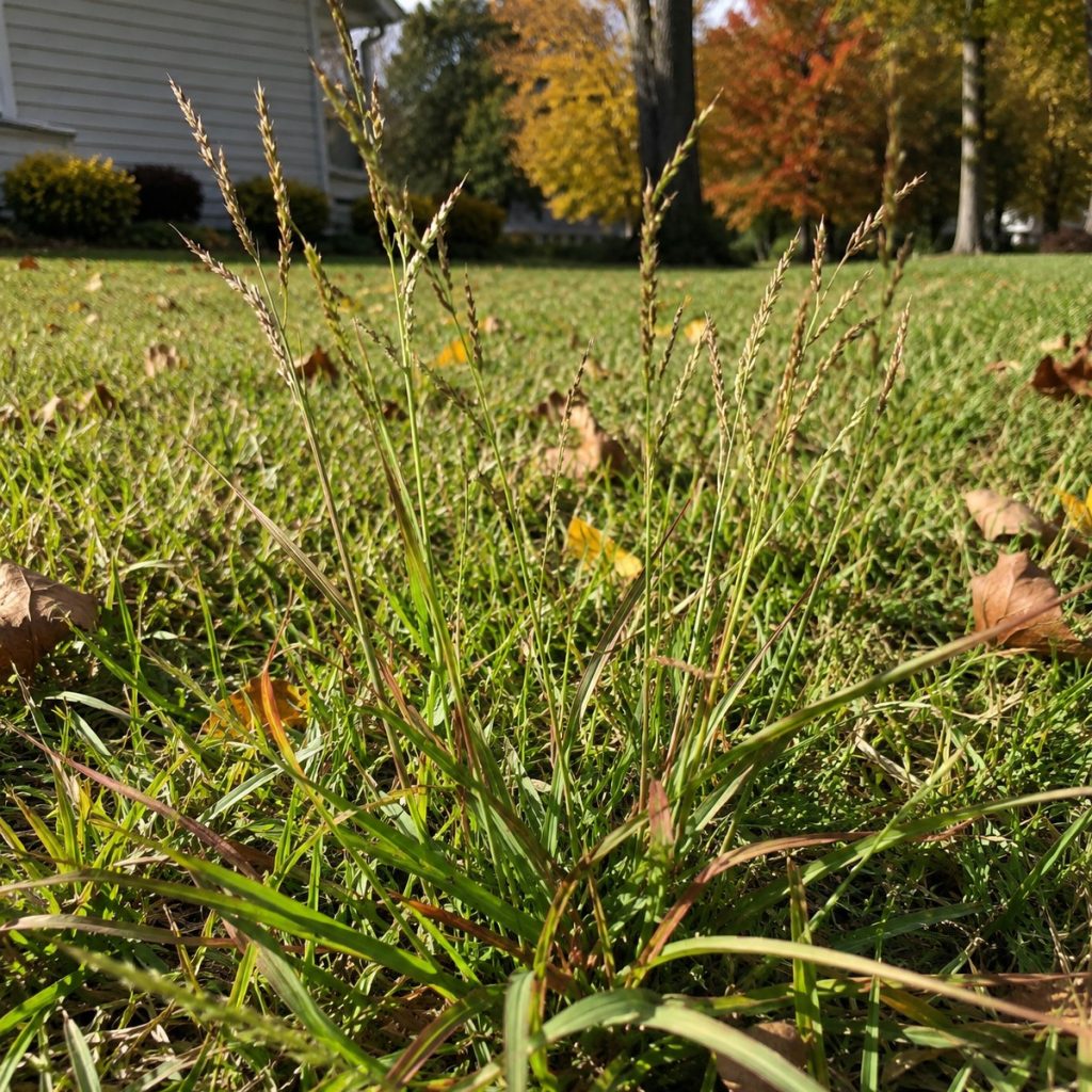 crabgrass in October