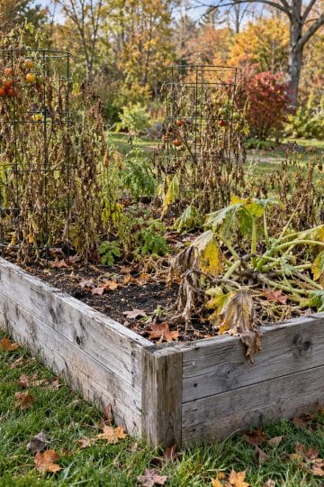 raised beds in the fall - October
