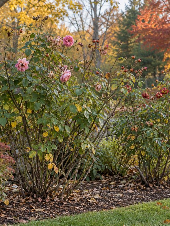 Fall rose bush care