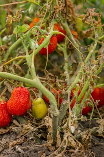 better tomato plants next year